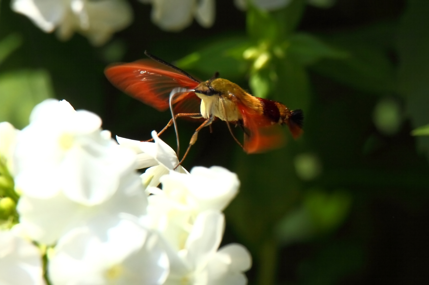 2014 07 30 HTP 76513e